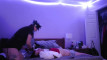 Pratinjau video