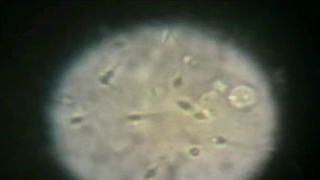 Mikroskop 3