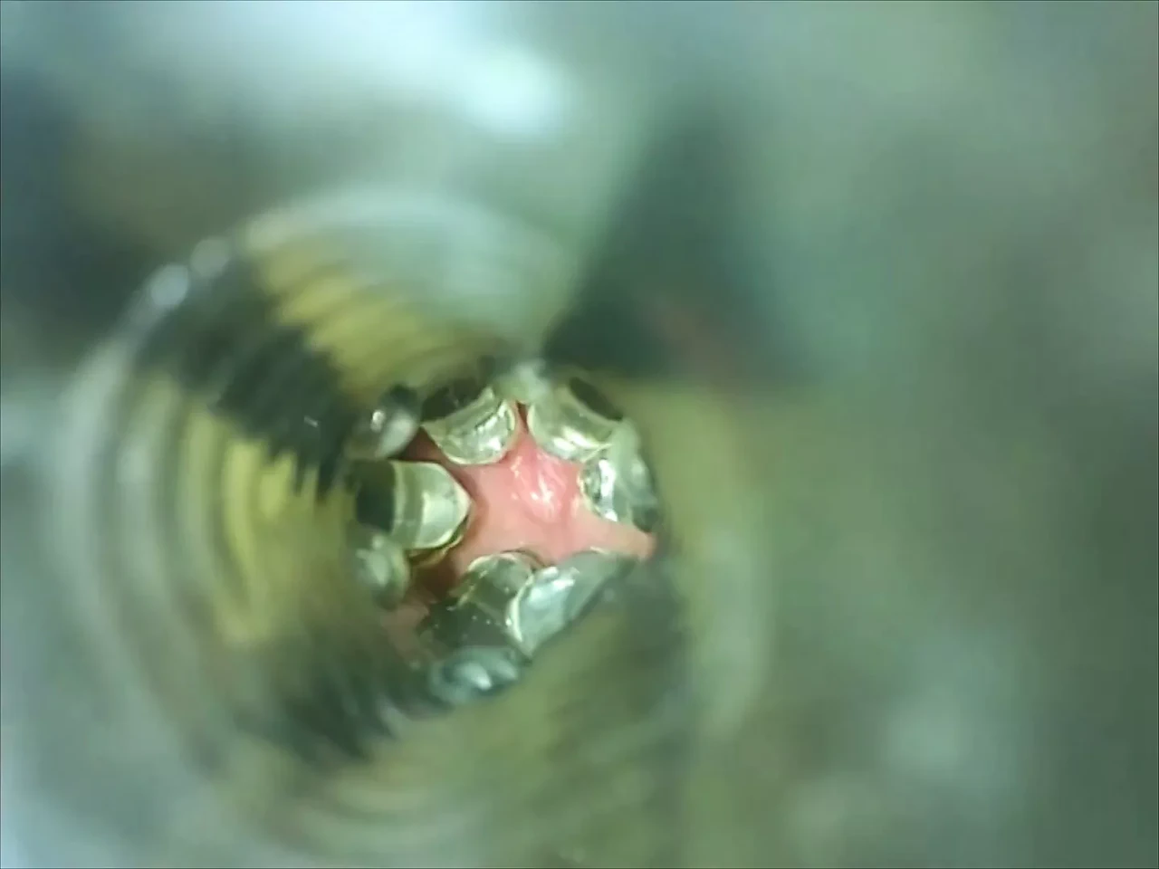 Erika meşesinin et ışığının içinde