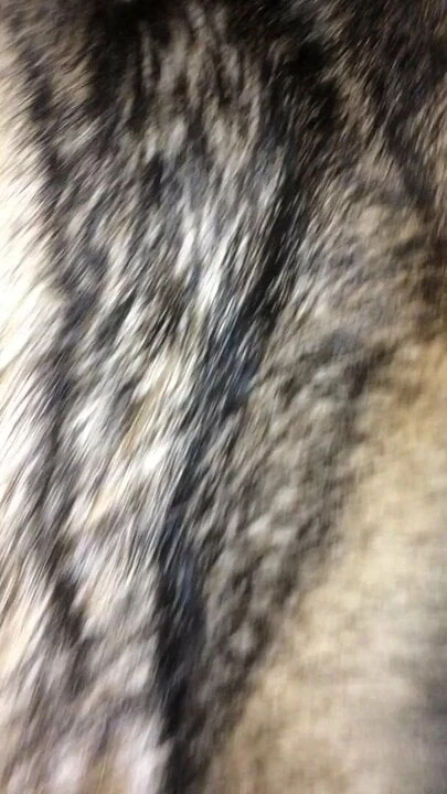 Cum on Wolf Fur