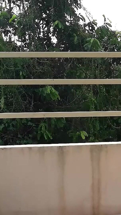 Cute lady swinging without panties on a swing  185 1 | Clip 3