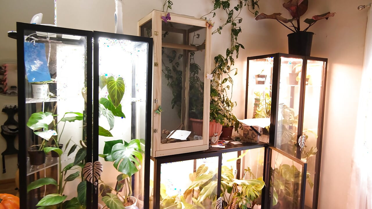 Moving My Plants Indoors