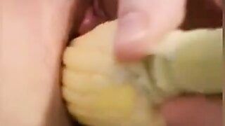 Chatte australienne poilue de maïs