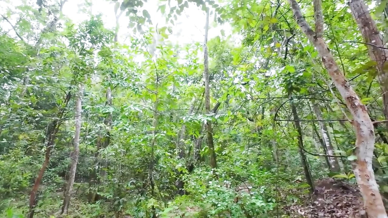 Thai Teenagers get Lost in the Forest and get Horny, so they have Sex.