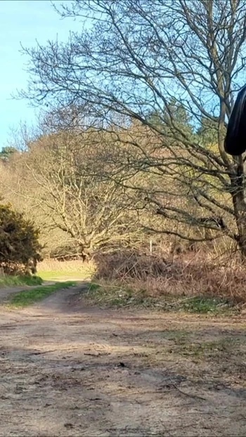 Thrilling moment from "Tranny Playing at the Forest Car Park"