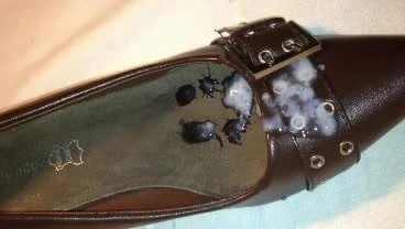 Only the cum to the shoe