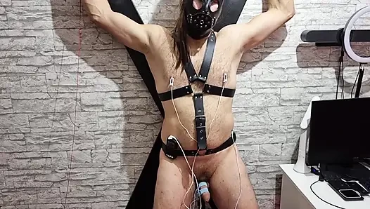 Electro Sounding Urethra Stretch - Kontol Berdenyut di Bondage Agony