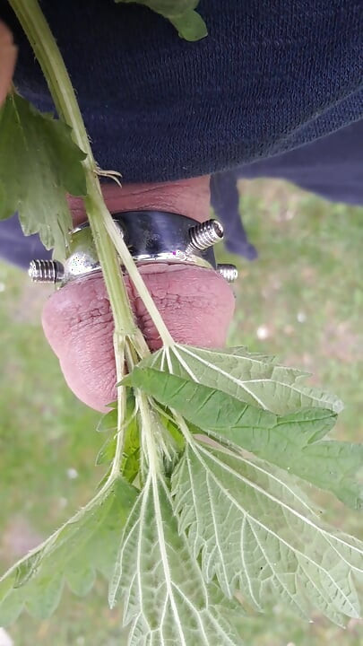 Nettles for my cuckold limp penis