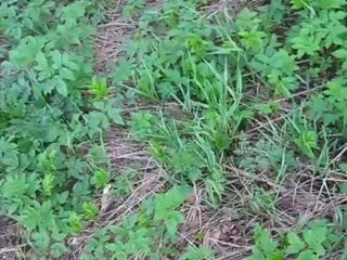 pissing outdoor
