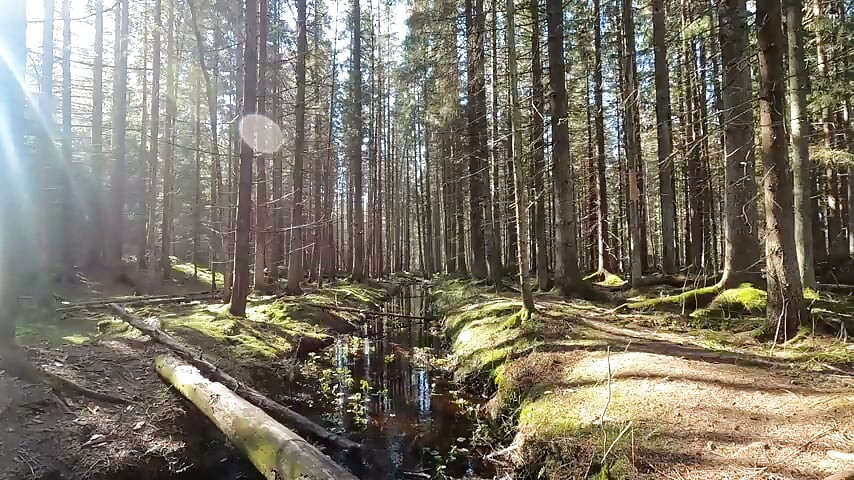 nature 2 video