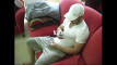 Pregled videozapisa