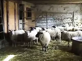 农场里的大奶奶