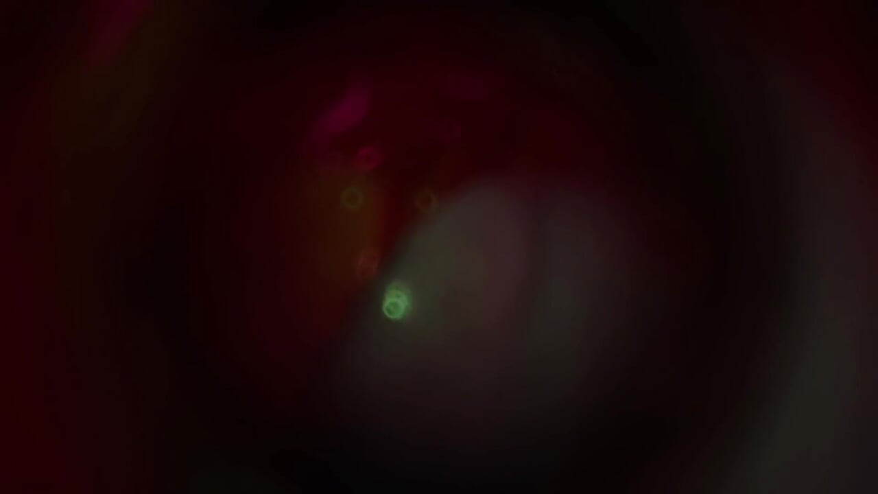 B025 Asiatisk skönhet tentacbondage slav ansikte sitter, pruttar, anal slickar