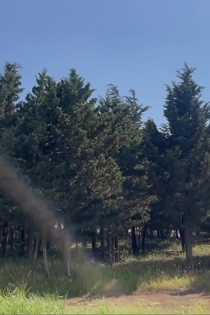 我带他走进树林深处做爱, 这样他的朋友们就听不到我们