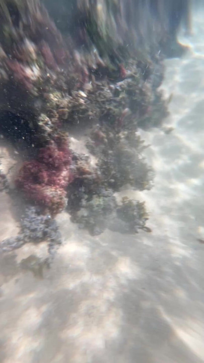 Fun While Snorkeling