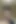 Üvey kız kardeş erkek kardeşini besliyor, emiyor ve sikiyor
