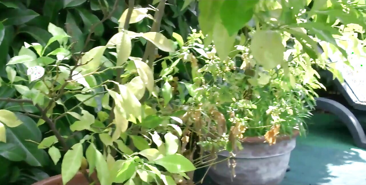 Gospodyni pieprzy dwa duże grube kutasy