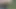 Ftm Pee in Forest Kinkycuntboy