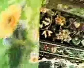 Iranian Mature Mom sucking and fucking