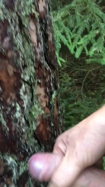 Wald