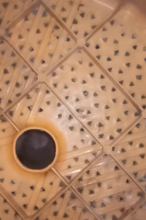 Penis for You