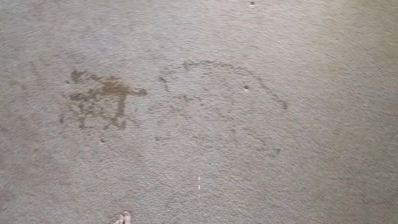 Pissing on my bedroom carpet