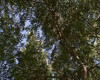 Pratinjau video