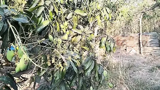 18 YEAR OLD TEEN CAUGHT A FARMBOY JERKING ON HER WHILE PICKING FRUITS ON TREE