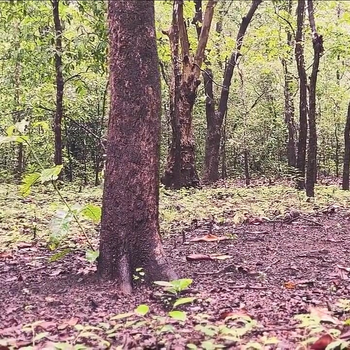 Jungle Nude, Masturbate, Squirt