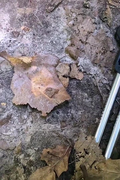 一个愚蠢的棕发女孩在森林里把自行车弄坏了, 还用女人付钱修理! 后入式操