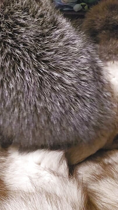 Fox fur mittens masterbation furry coat cum