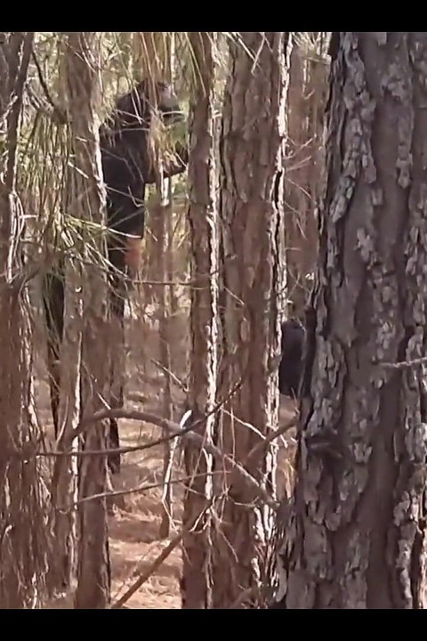 A Tourist Lost in the Woods Is Forced to Have Sex with a Witch to Avoid Being Cursed!!! Halloween