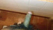 Pregled videozapisa