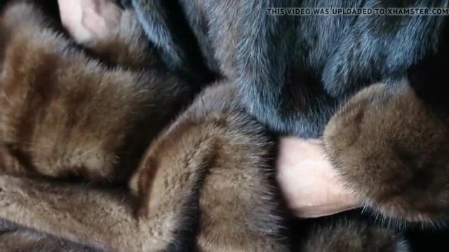 THE LOVE BETWEEN AND A MAN AND HIS FUR 1