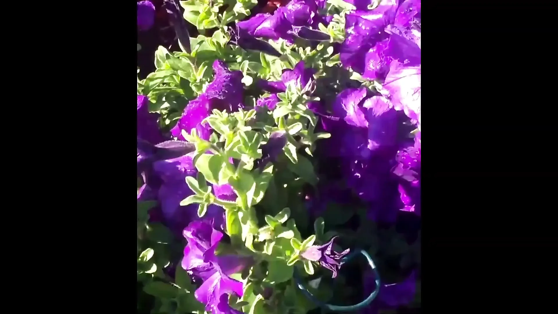 Modern Day Flower Girl Starring Kayla Kandy