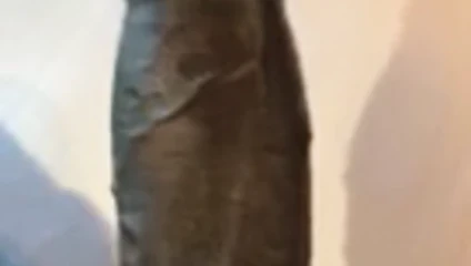 Yarak video