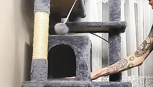 Stuck Shiloh: Cathouse Edition