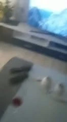 Pug fucked by strap-on