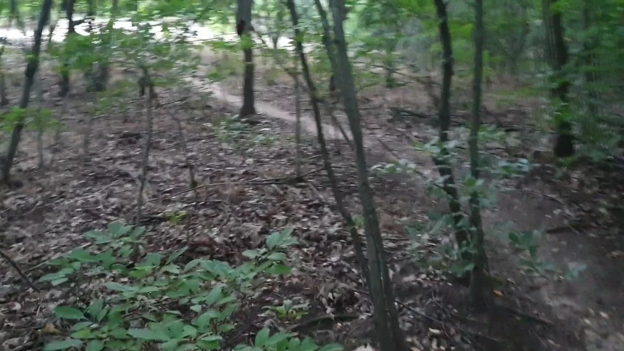 A sunny day in the woods