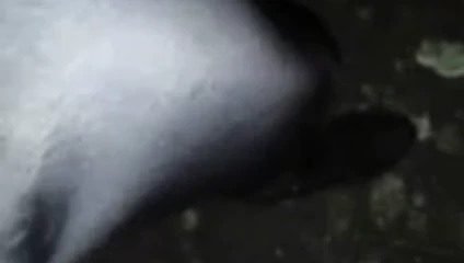 Külotlu çorap halka açık cum ile yürümek