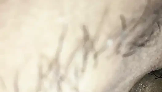 Bengalische Krawattenlecken