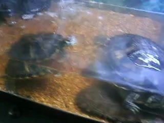 Tôi cho những chú rùa cưng của tôi khỏa thân
