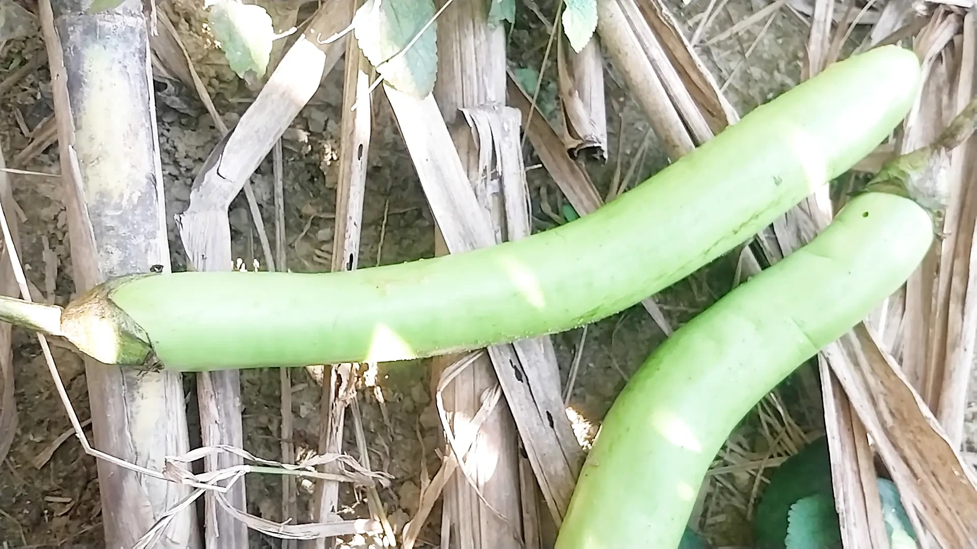 Ging in den wald und nahm eine sehr lange Bettung in den arsch.