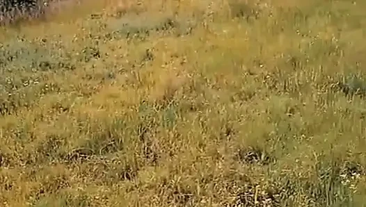 WillyAlexandruPetre-video