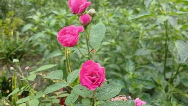 农村热辣男孩和女孩性爱故事孟加拉语