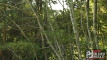 Pratinjau video