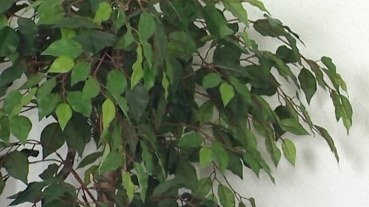 慾火中燒的褐髮辣妹手指多毛騷穴達到激烈高潮