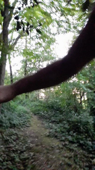 In the forest