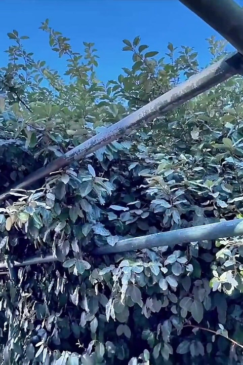 Lola, Pretty Girl, Wants to Get Banged Really Deeply