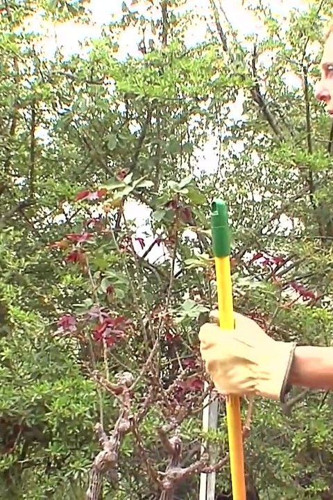 Lesbian MILF Seduces a Cute Teen Making Her Discover the Pleasure of Pussy Licking